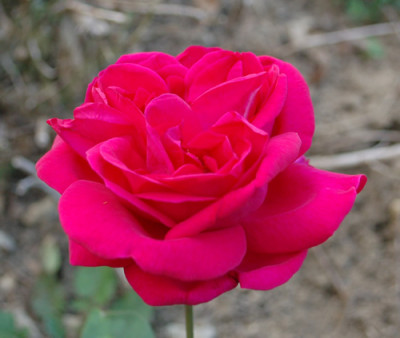 Reine_Marguerite_dItalie_0010__58733.jpg