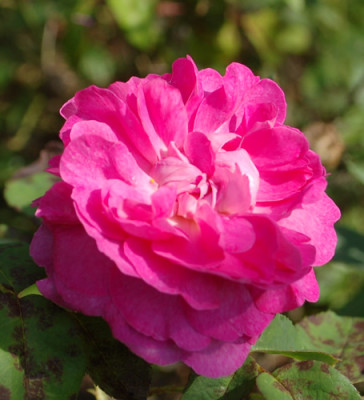 Rosabella_0010__58595.jpg