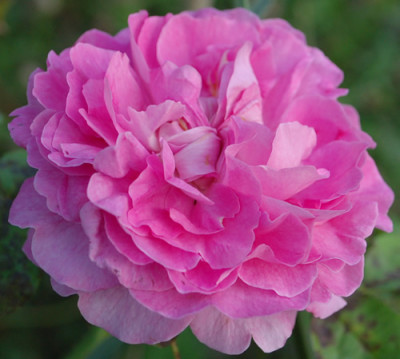 Rosabella_0010__58757.jpg