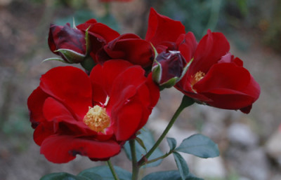 Schwarzer_Samt__0010__58819.jpg