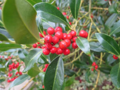 Ilex_31061.jpg