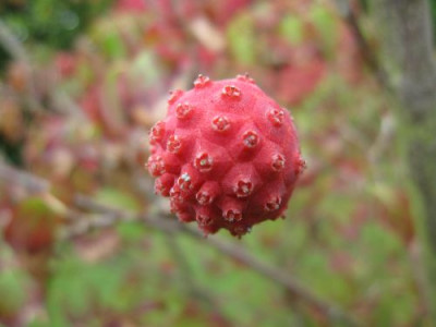 Cornus_kousa_var._chinensis_31091.jpg