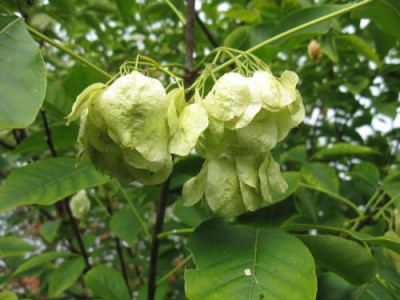 Ptelea_trifoliata_31141.jpg
