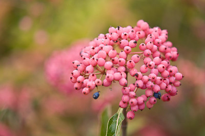 Viburnum-Pink-Beauty-Okt0109.jpg