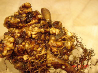 Apfelbaum-1.jpg