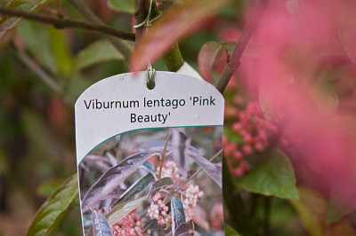 Viburnum-Etikett-Okt0109.jpg