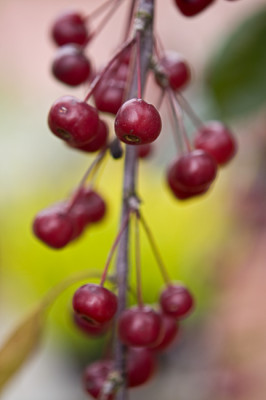Malus-Royal-Beauty-Okt0109.jpg
