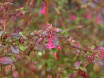 Herbstfarbung_der_F._micr..JPG