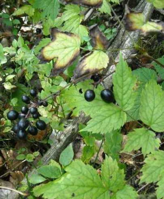 Actaea_spicata_kl.jpg