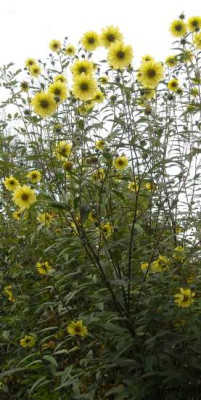 Helianthus_gig.Sheila_Sunshine_kl.jpg
