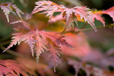 Acer-aconitifolium-Okt0709.jpg
