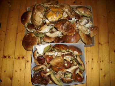 steinpilze_heut.jpg