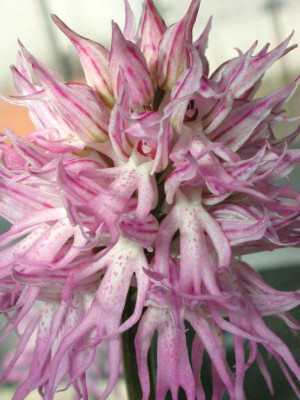 Orchis_italica.jpg