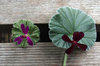 pelargonium_sidoides_und_wer_2009-10.jpg