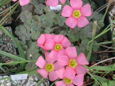 Oxalis_obtusa.jpg