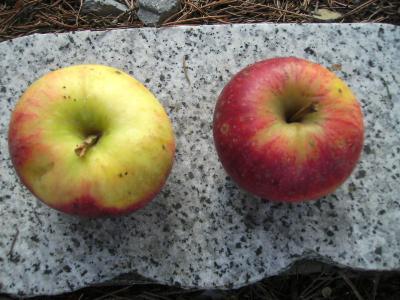 wasfureinApfel.jpg