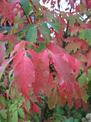 acer_griseum_herbst_01.jpg