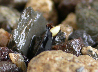 Worsleya_procera_8.10.09.jpg
