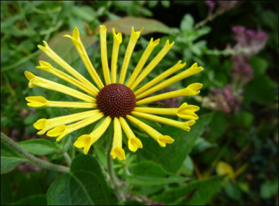 Rudbeckia_subtomentosa_Henry_Eilers.jpg