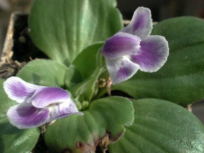 Craterostigma_pumilum.jpg