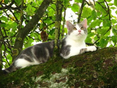 fagus_baum1.jpg