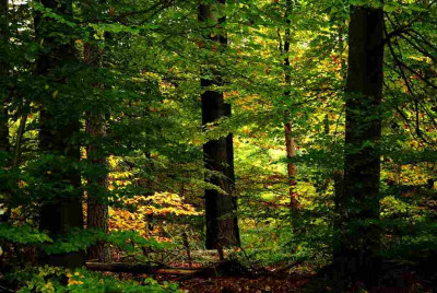 Wald_1__23-10-2007.jpg