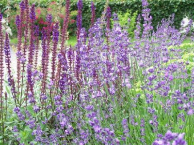 Lavendel_SalviaCaradonna.jpg