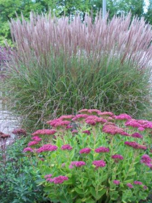 Miscanthus_Sedum.jpg