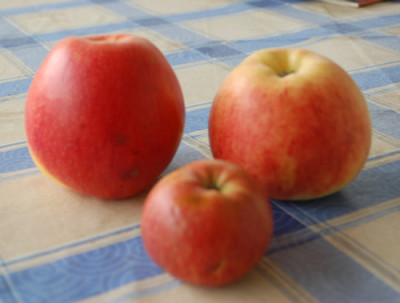 Drei_Apfel_0010__60809.jpg