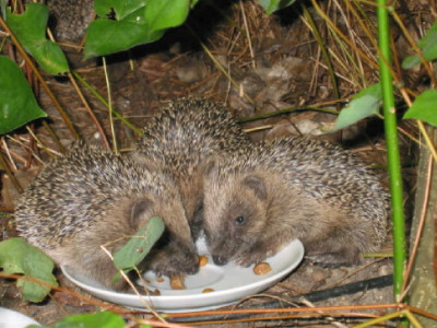 Igelgeschwister_Anfang_Oktober_2009.jpg