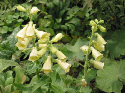 Digitalis_gelb_Okt_09.jpg