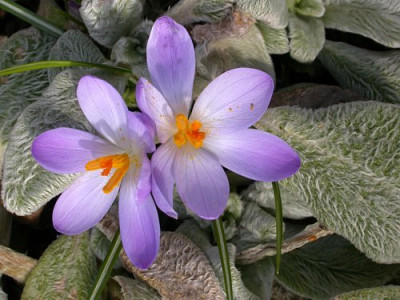 angezogene_Krokusse.jpg