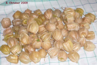 9._Okt.Andenbeeren.jpg