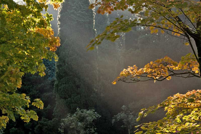 Licht-im-Park-Okt0909.jpg