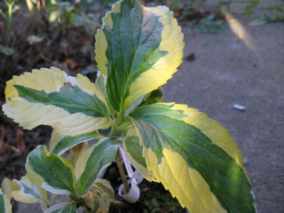 H_macr_LemonWaveIMG_2134_640x480.JPG