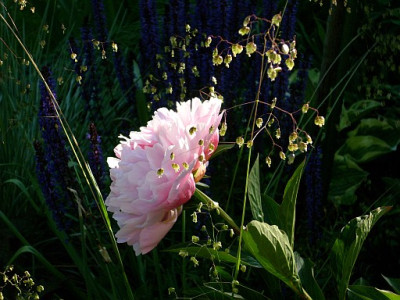 paeonia_und_zittergras_2009-05-25_150.jpg