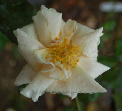 Safrano_0010__60991.jpg