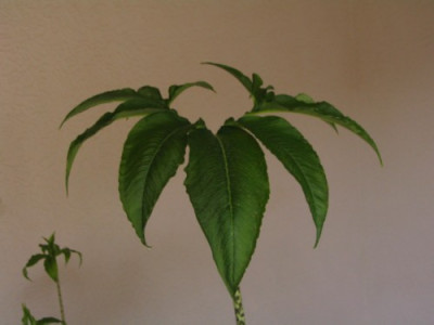 Sauromatum_Marz08_008.jpg
