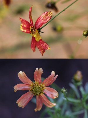 Coreopsis-2009-10-10_9508.jpg