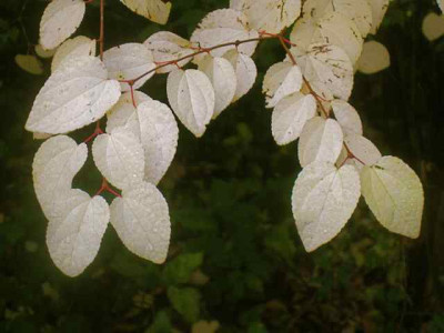 Katsura2_IMG_3944.jpg