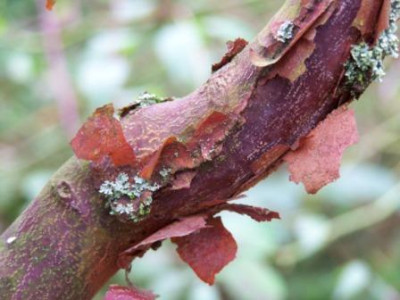Acer_griseum12.jpg