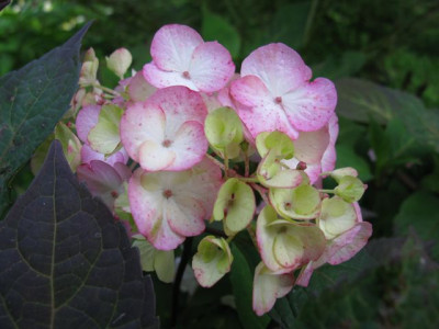 H_serr_PreziosaIMG_1070_640x480.JPG