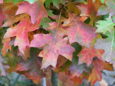 Quercus_palustris.jpg