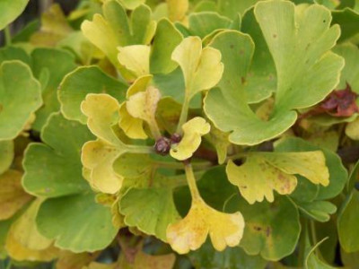 GinkgoMariken.jpg