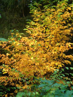 Magn._Wadas_Memory_Herbst_IMG_3949.jpg