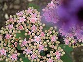 aa_sedum_verbena.jpg