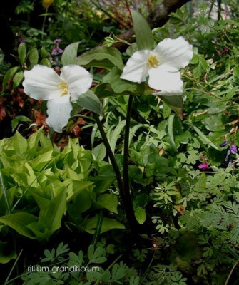 Trillium_grandiflorum.JPG