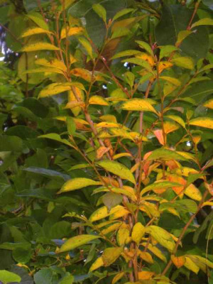 Stewartia_pseudocamellia_IMG_3948.jpg