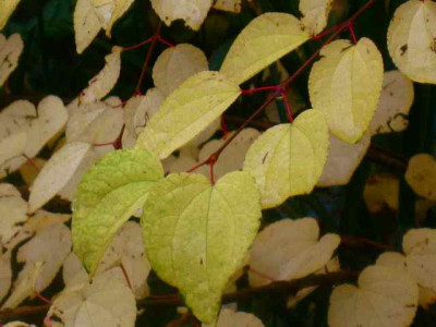Cercid._Herbst_IMG_3945.jpg