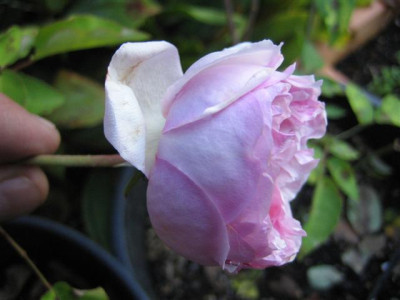 11-10-2009_003_Small.jpg